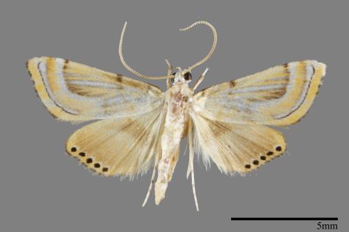 <已分類>Family：Crambidae[草螟科][00093452]