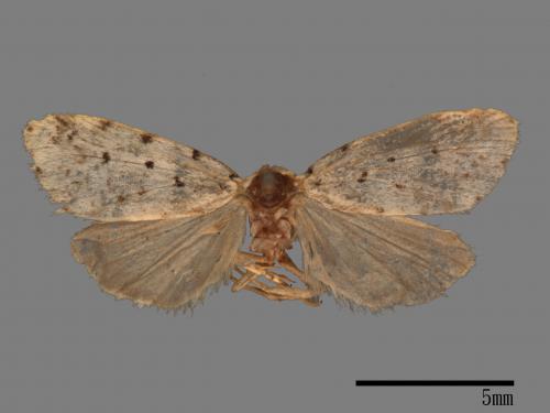 Siccia sordida[弱干苔蛾][00022312]