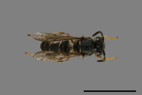 Vespula flaviceps[細黃胡蜂][00073351]