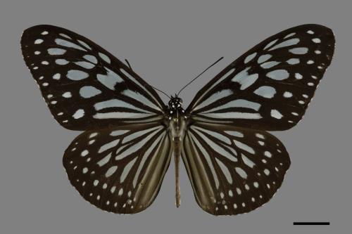 Ideopsis similis[琉球青斑蝶][00101162]