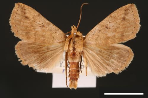 Xylostola indistincta[矇紋夜蛾][00003007]