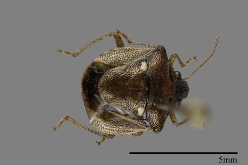 Eysarcoris guttigerus[00094003]