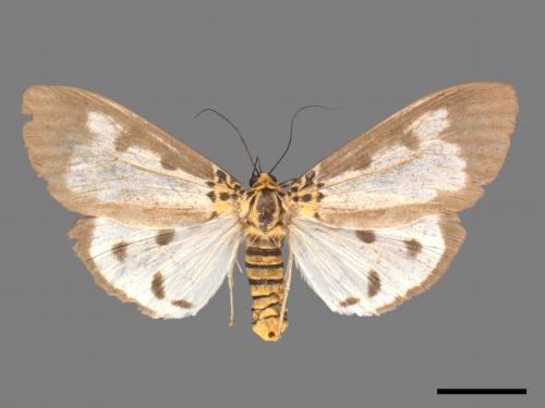 Asota plana lacteata[長斑擬燈蛾][00039825]