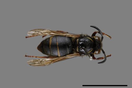 Vespula flaviceps[細黃胡蜂][00073489]