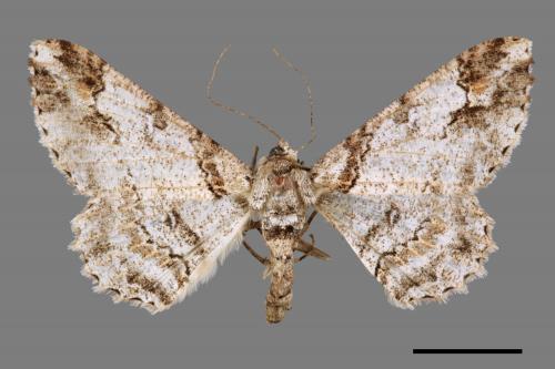 Cleora fraterna[黑腰鋸尺蛾][00044211]