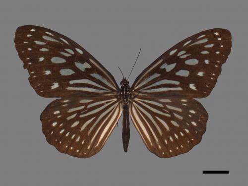 Ideopsis similis[琉球青斑蝶][00027436]