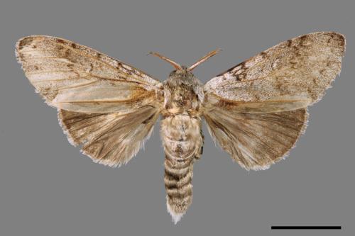 Calliteara lunulata takamukana[結茸毒蛾][00037638]