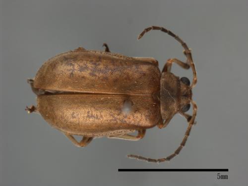<已分類>Family：Chrysomelidae[金花蟲科][00083905]