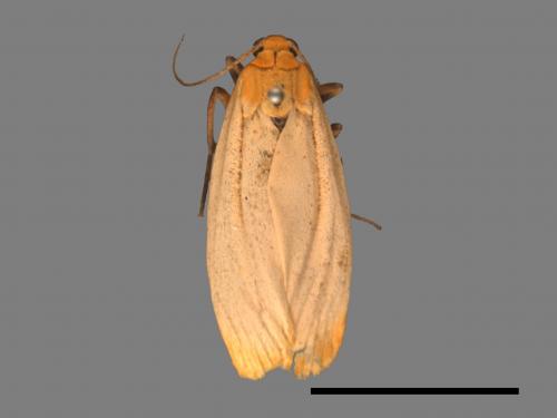 Eilema usuguronis[黃邊土苔蛾][00037676]