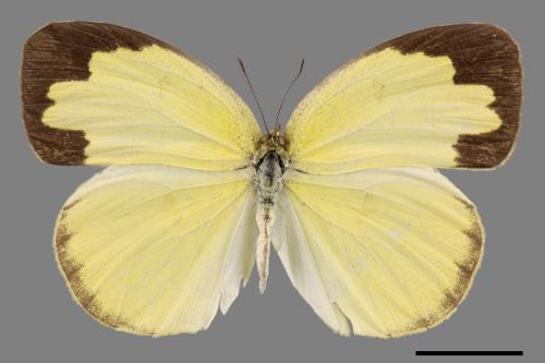 Eurema hecabe hobsoni[荷氏黃蝶][00013889]