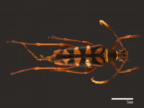 Leptura auratopilosa auratopilosa[金毛花天牛(金毛四條花天牛)][00083937]