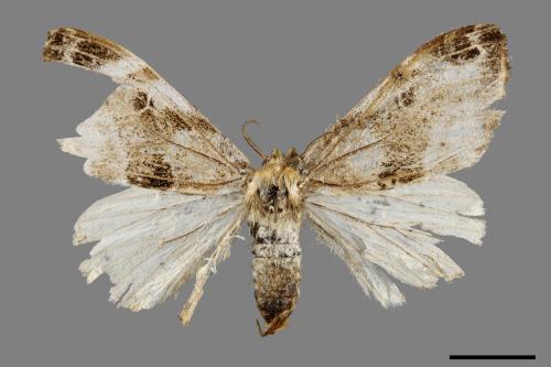 Pida decolorata maculosa[灰白毒蛾][00051949]