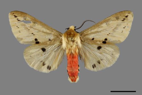 Spilarctia fumida[煙污燈蛾][00095099]