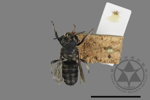 <已分類>Genus：Megachile[切葉蜂屬][00197223]