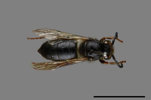 Vespula flaviceps[細黃胡蜂][00073148]