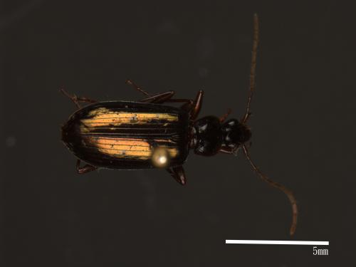 <已分類>Family：Carabidae[步行蟲科][00081969]