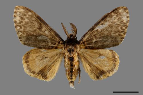 Lymantria mathura subpallida[波斑毒蛾][00044670]