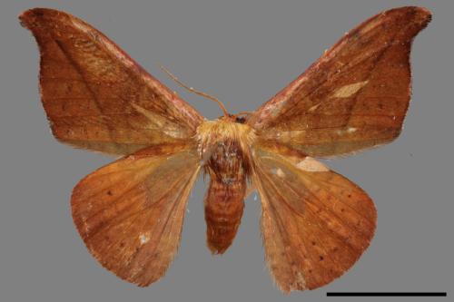 Oreta brunnea[褐鉤蛾][00020126]