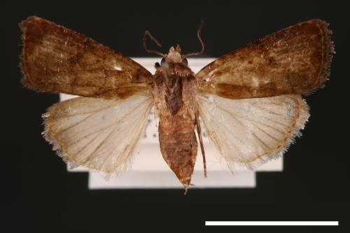 Athetis cognata[00003196]