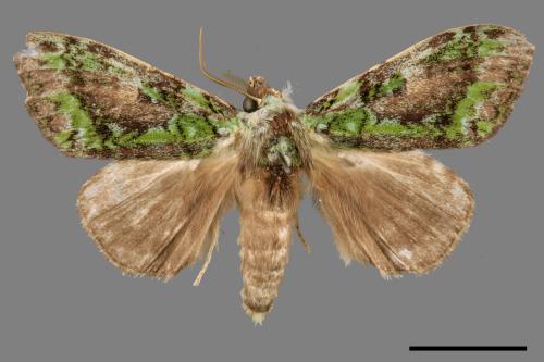 Somera viridifusca viridifusca[瑟舟蛾][00057319]