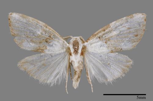 <已分類>Family：Noctuidae[夜蛾科][00011996]