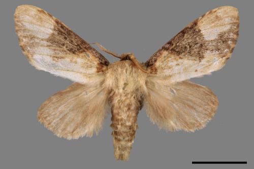 Formofentonia orbifer rotundata[圓紛舟蛾][00014510]