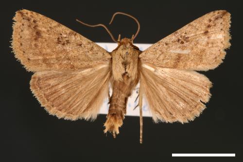 Xylostola indistincta[矇紋夜蛾][00003014]