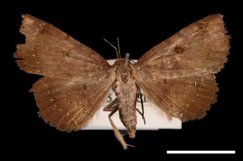 Mecodina karapinensis[00010533]