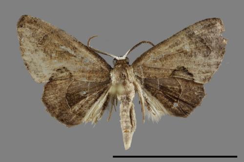 Phazaca alikangensis[里港圓翅雙尾蛾][00092271]