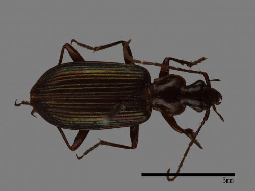 <已分類>Family：Carabidae[步行蟲科][00092633]