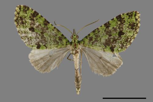 Tristeirometa decussata[綠波尺蛾][00091549]