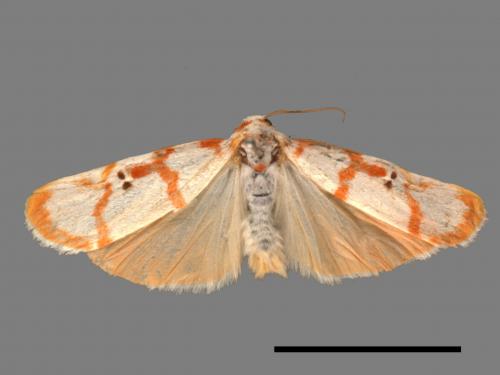 Cyana hamata[優雪苔蛾][00025722]