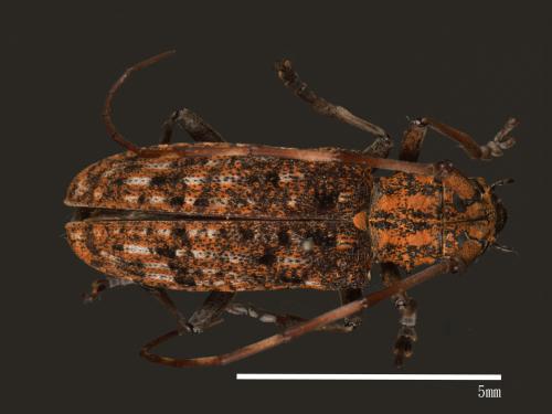 Monochamus alternatus[松斑天牛][00084291]