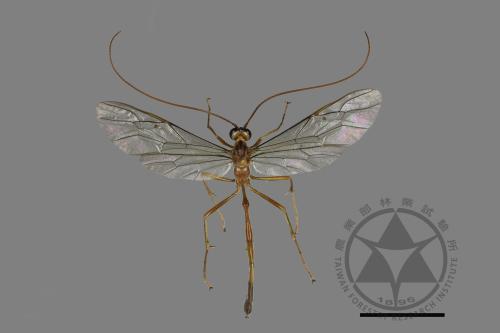 <已分類>Family：Ichneumonidae[姬蜂科][00142680]