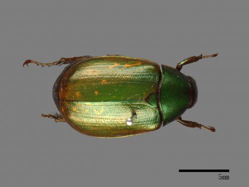 <已分類>Family：Scarabaeidae[金龜子科][00026701]