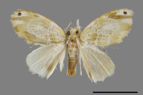 Euproctis kanshireia[00059446]