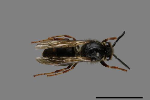 Vespula flaviceps[細黃胡蜂][00073478]