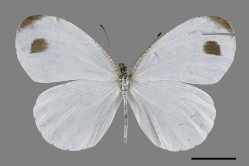 Leptosia nina niobe[黑點粉蝶][00093737]