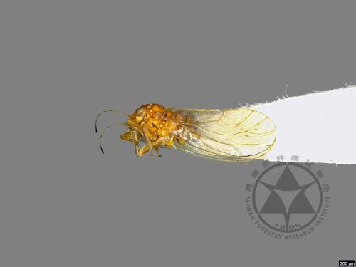 <已分類>Family：Psyllidae[木蝨科][00077107]