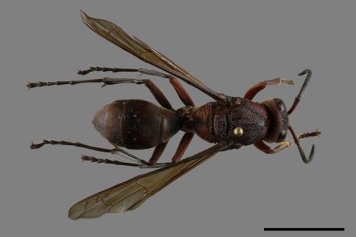 Polistes tenebricosus[赭褐長腳蜂][00117561]