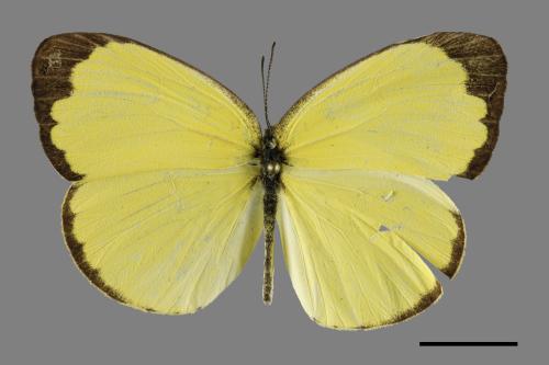 Eurema blanda arsakia[臺灣黃蝶][00101307]