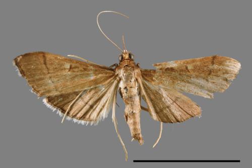<已分類>Family：Crambidae[草螟科][00024239]