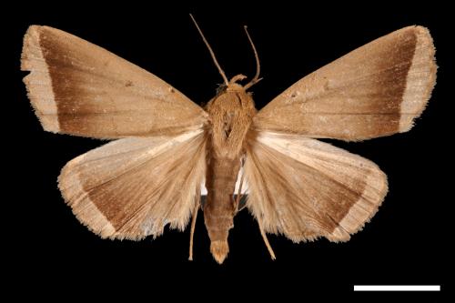 <已分類>Genus：Simplicia[00011405]