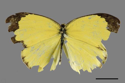 Eurema hecabe hobsoni[荷氏黃蝶][00101332]