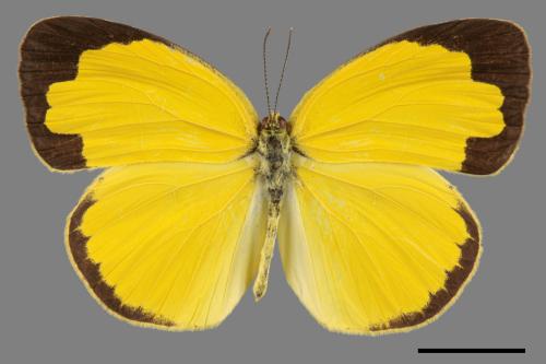 Eurema hecabe hobsoni[荷氏黃蝶][00013890]