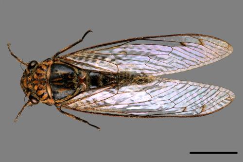 Meimuna opalifera[寒蟬][00074974]