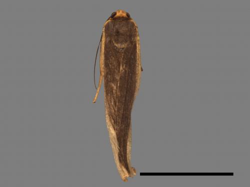 Agylla divisa[梯雙分華苔蛾][00035481]