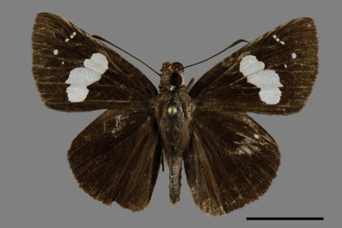 Notocrypta curvifascia[黑挵蝶][00093709]