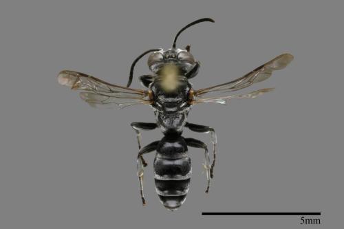 <已分類>Family：Sphecidae[細腰蜂科][00085035]