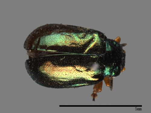 <已分類>Family：Chrysomelidae[金花蟲科][00081221]